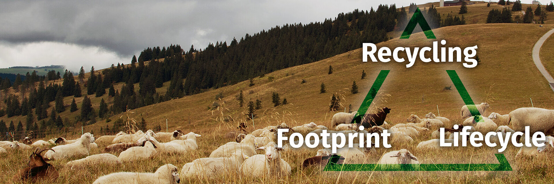 [Translate to Global Portugiesisch:] black forest landscape with sheeps and sustainability triangle