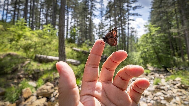 Ein Schmetterling, sitzend auf einer Hand im Wald - der Schmetterlingseffekt auf die Umwelt Ein Schmetterling, sitzend auf einer Hand im Wald - der Schmetterlingseffekt auf die Umwelt